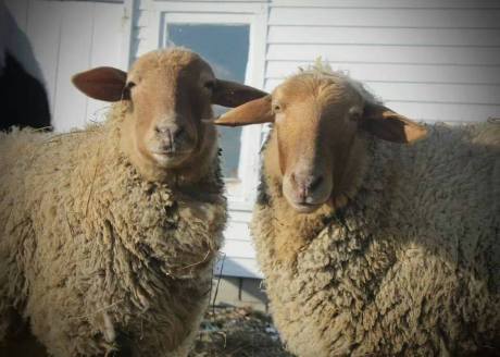 christine egidio sheep