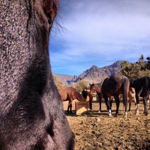 1474510_1439247792965539_41248541_n