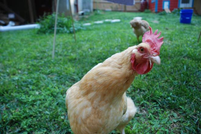 10379644_528568937249337_4750307422240387880_o