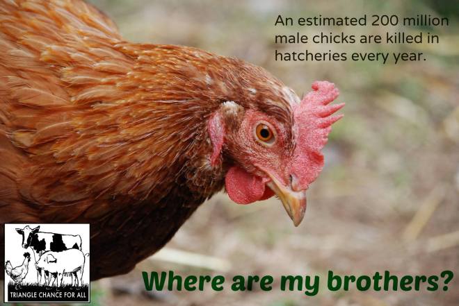 12764573_783752201731008_4740939921808406895_o