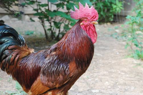 13323574_837133539726207_3604281797367588056_o