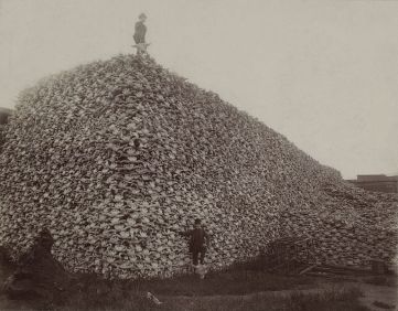 767px-Bison_skull_pile_edit