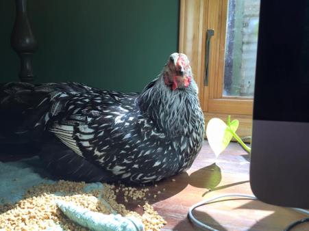 17498494_1064512856988273_354737982175706250_n