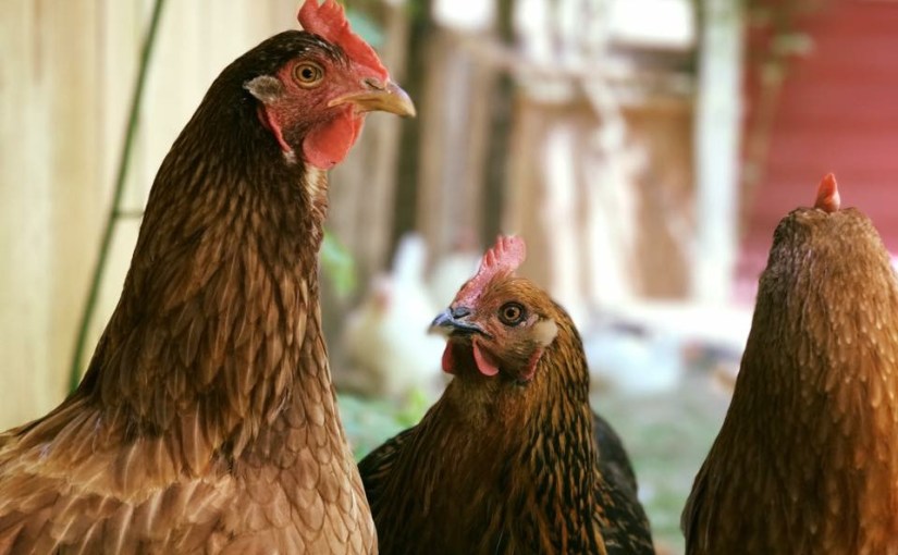 “Persistent Ovulator”